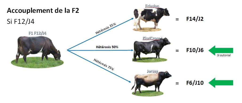 Accouplement de la F2 si F12/J4