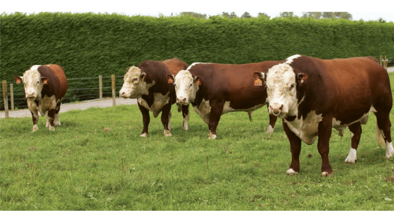 Taureaux Hereford