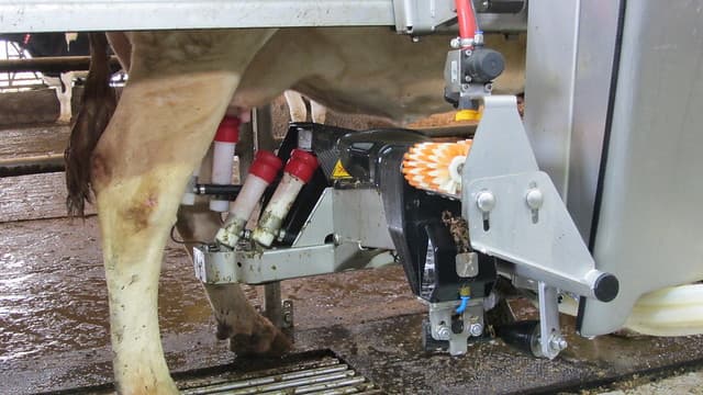 Image de couverture pour l'article Les taureaux pour la traite robotisée !
